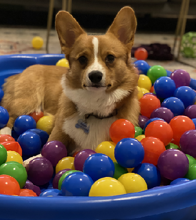 Kevin - Corgi Owner: Webb in Little Rock, AR - Click Image to Close